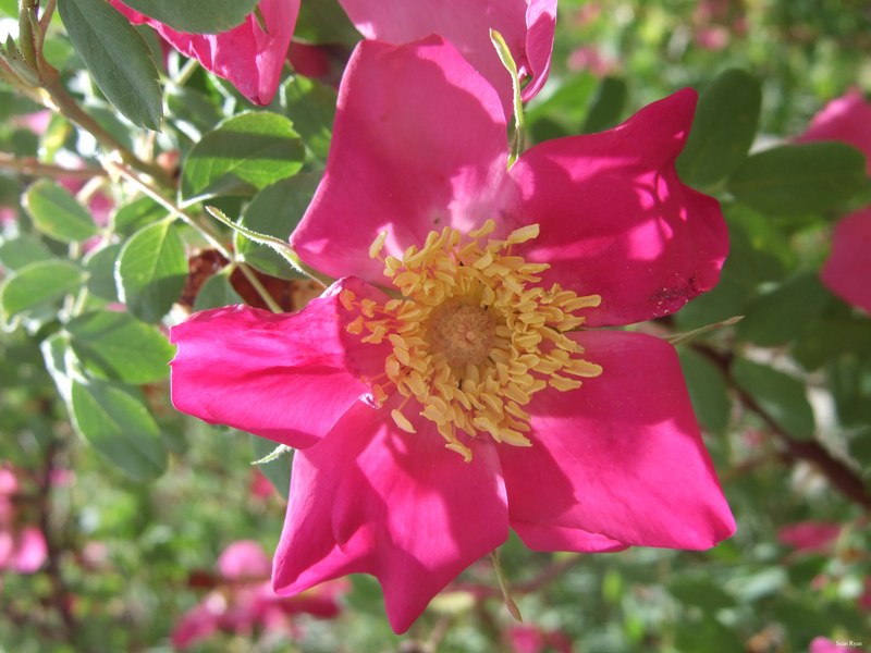 Ladakh-flowers - DSCF7330