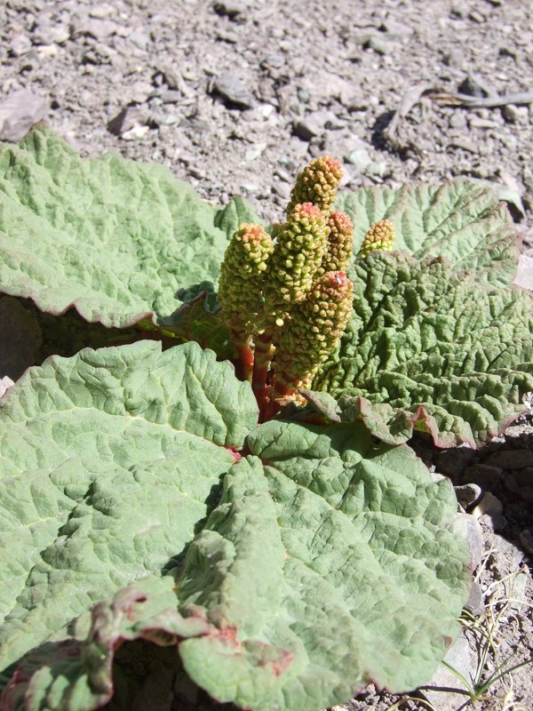 Ladakh-flowers - DSCF7859