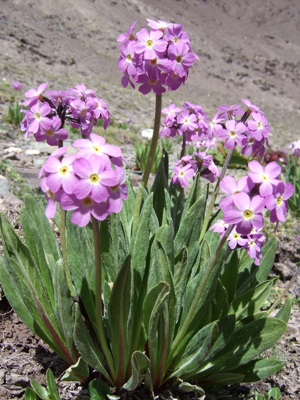Ladakh-flowers - DSCF7860