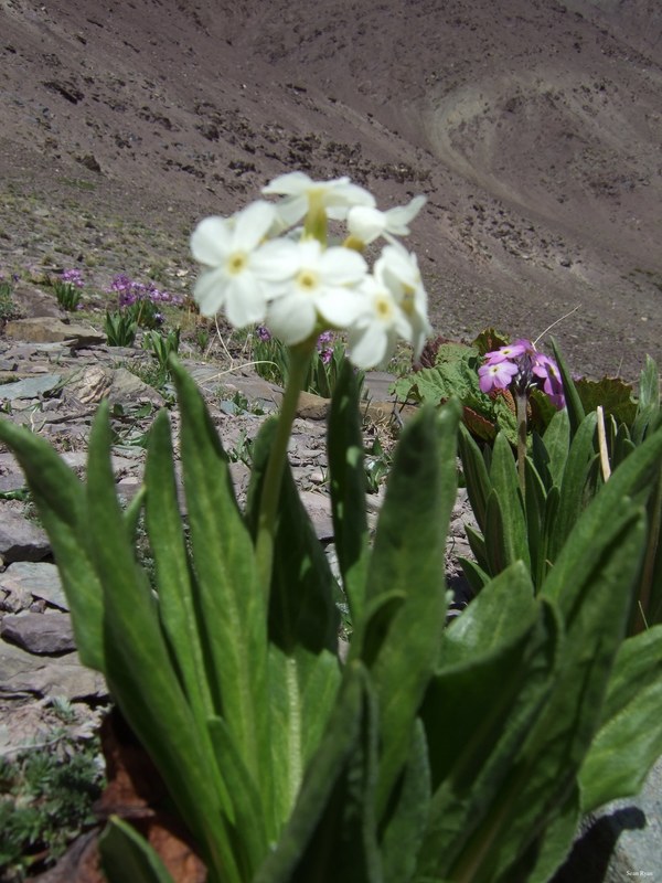 Ladakh-flowers - DSCF7862