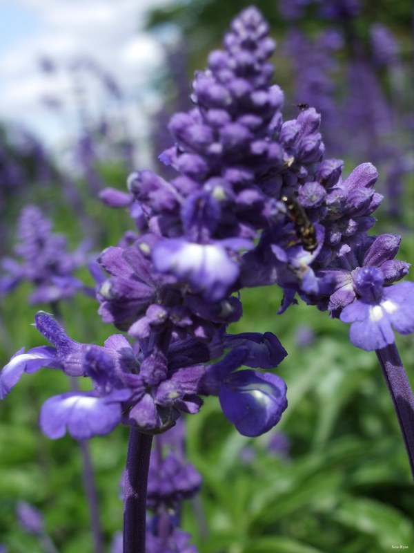Ladakh-flowers - Every Day Photos