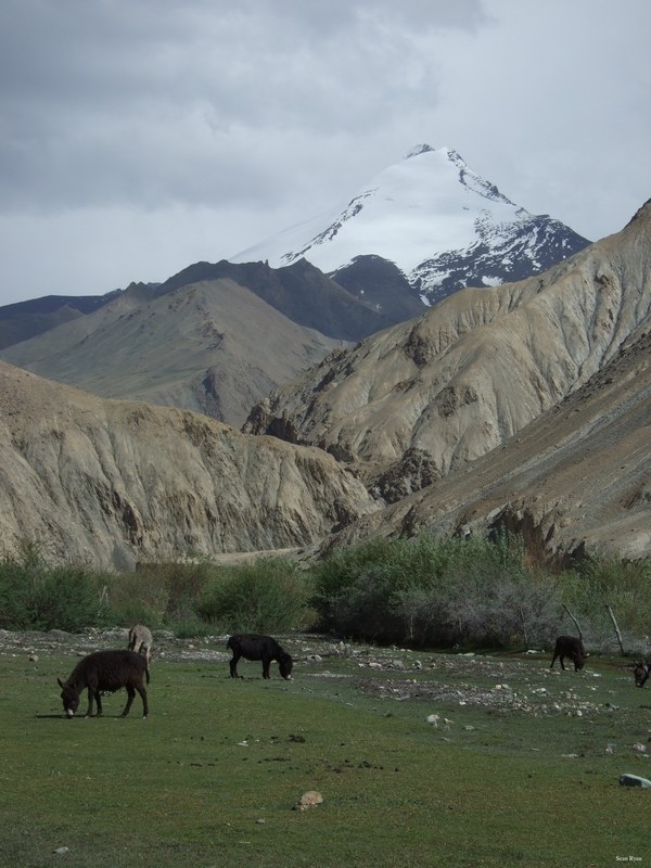 Ladakh-himalayas - DSCF7721