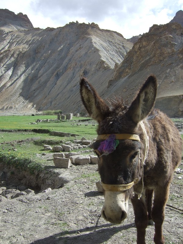 Ladakh-himalayas - DSCF7735