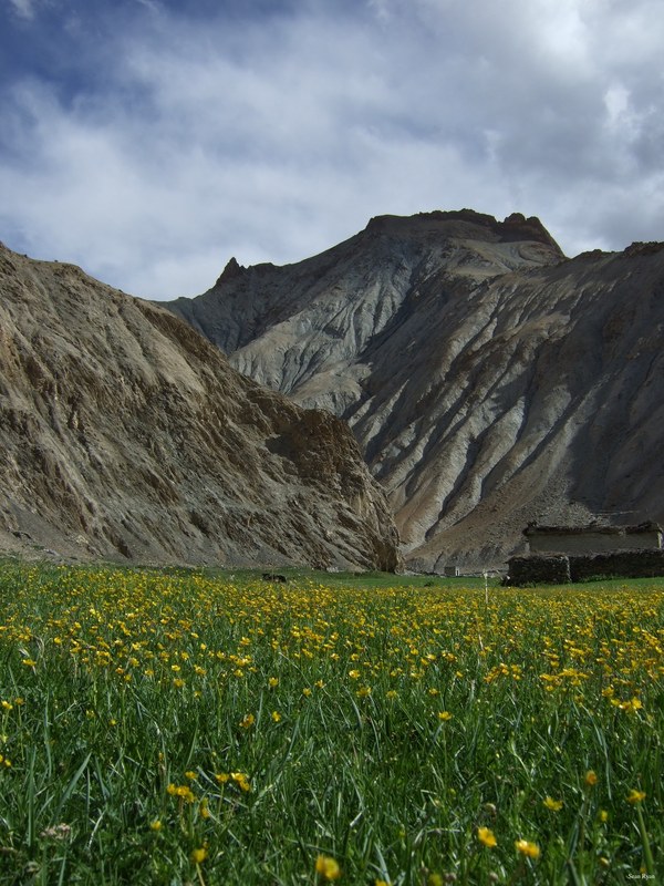 Ladakh-himalayas - DSCF7736
