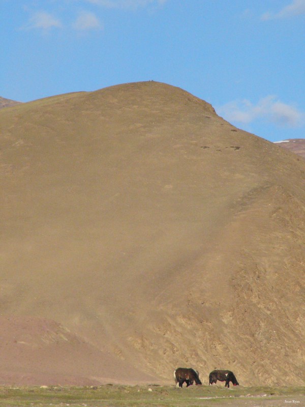 Ladakh-himalayas - P1100628