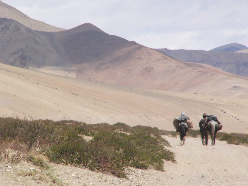 Ladakh-himalayas - P1100874