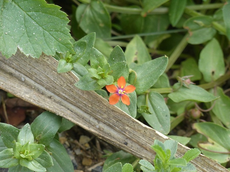 Danube Flowers 2017 - 05-flora_plant_leaf-3Mb-2560x1920--P1140983