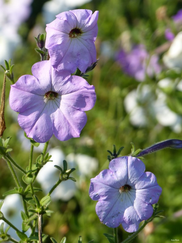 Danube Flowers 2017 - 06-flower_flora_plant-2.7Mb-2560x1920--P1150080