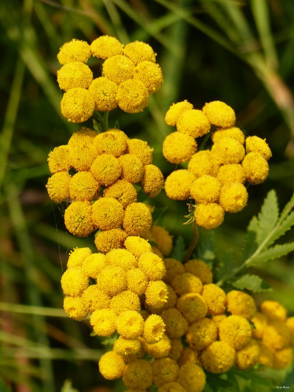 Danube Flowers 2017 - 07-tansy_flower_yellow-2.7Mb-2560x1920--P1150626