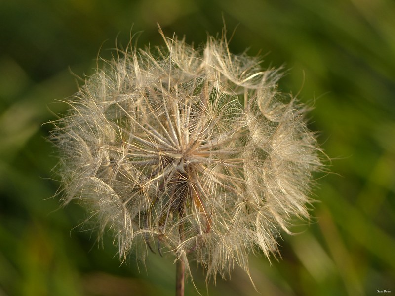 Danube Flowers 2017 - 08-flora_dandelion_close-up-2.8Mb-2560x1920--P1150629