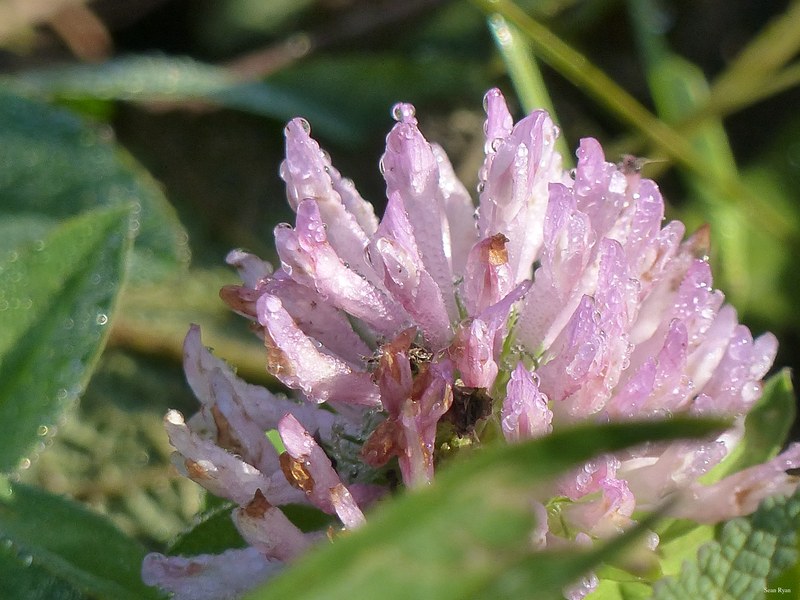 Danube Flowers 2017 - 12-flora_flower_plant-2.9Mb-2560x1920--P1150359