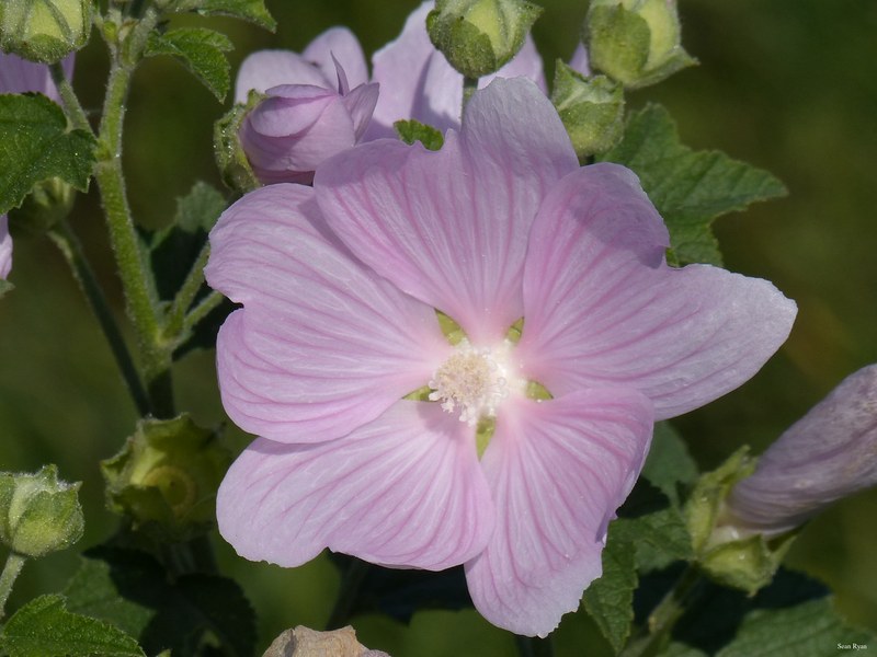 Danube Flowers 2017 - Every Day Photos