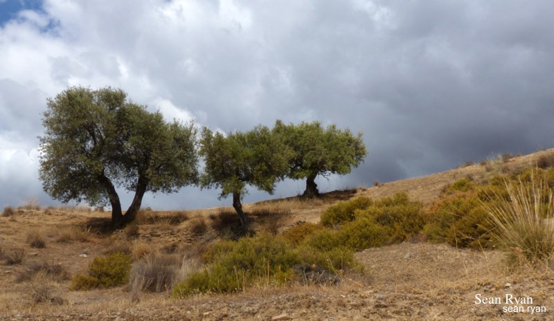 Trees Of Cahorros - P1190963.good_.editted