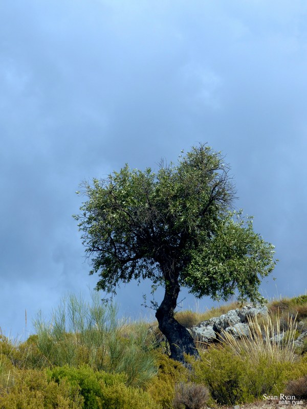 Trees Of Cahorros - P1190965.good_.editted