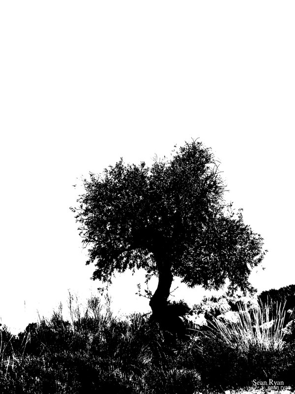 Trees Of Cahorros - P1190965.good_.editted.threshold