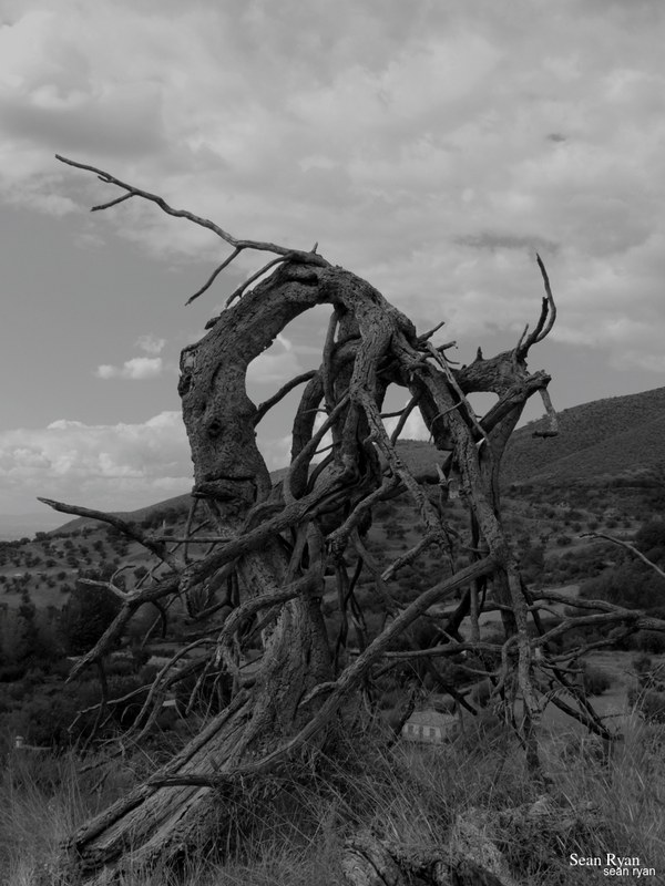 Trees Of Cahorros - P1190975.ok_.editted