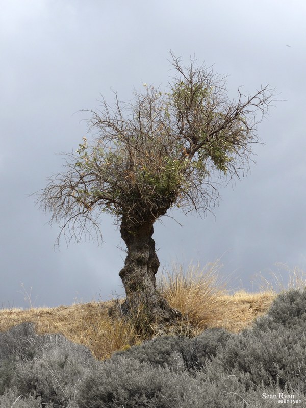 Trees Of Cahorros - Every Day Photos