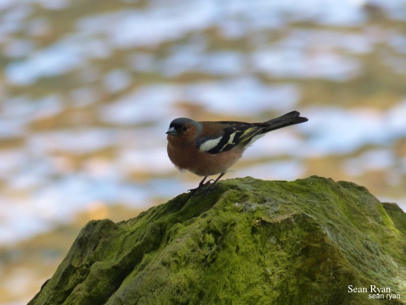2021 - Glendalough In Summer - 02-P1190427-Chaffinch-male.editted.flipped