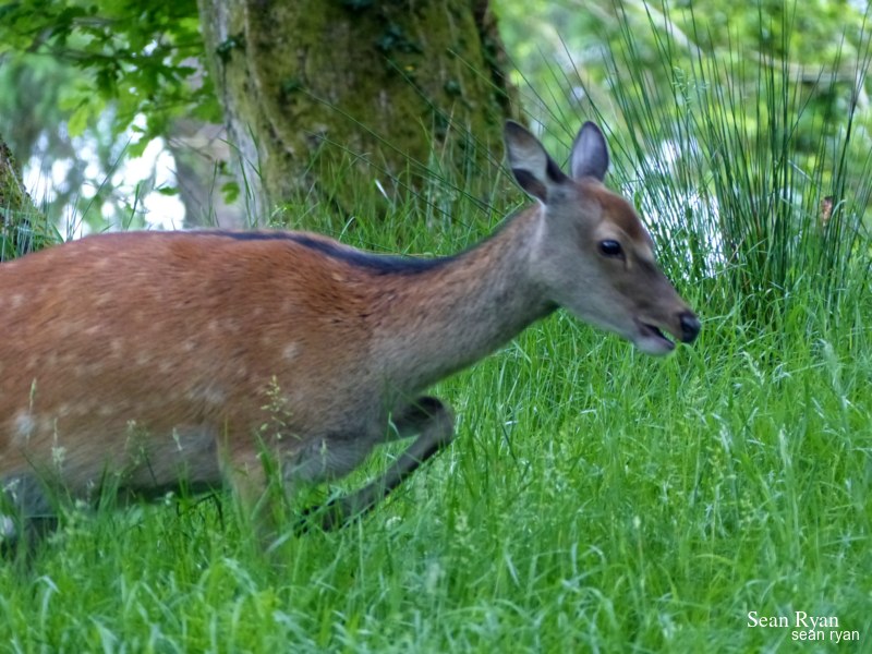 2021 - Glendalough In Summer - 06-P1190098-deer-female-looks-moves.editted