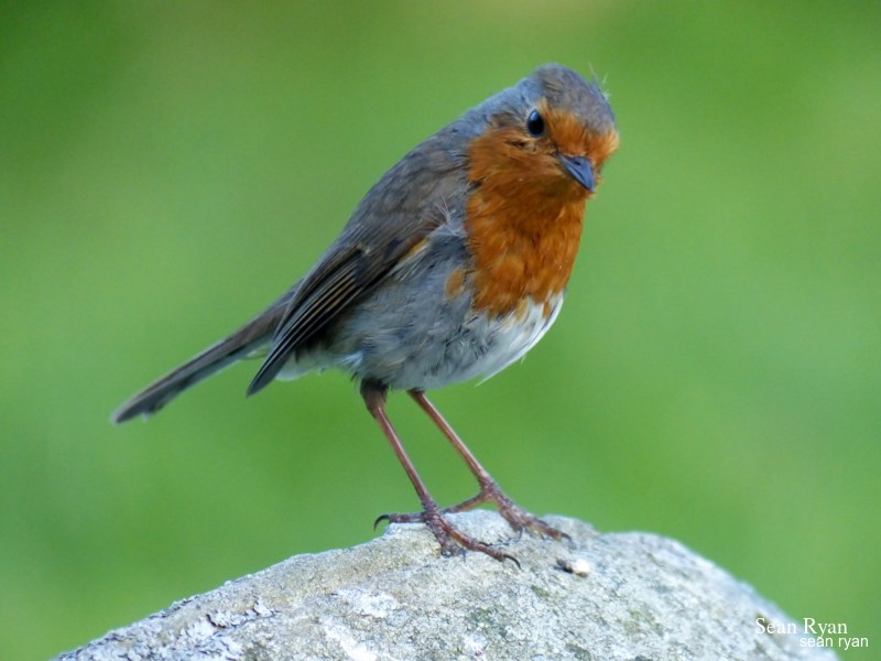 2021 - Glendalough In Summer - 11-P1180988-robin-closeup-curious.editted