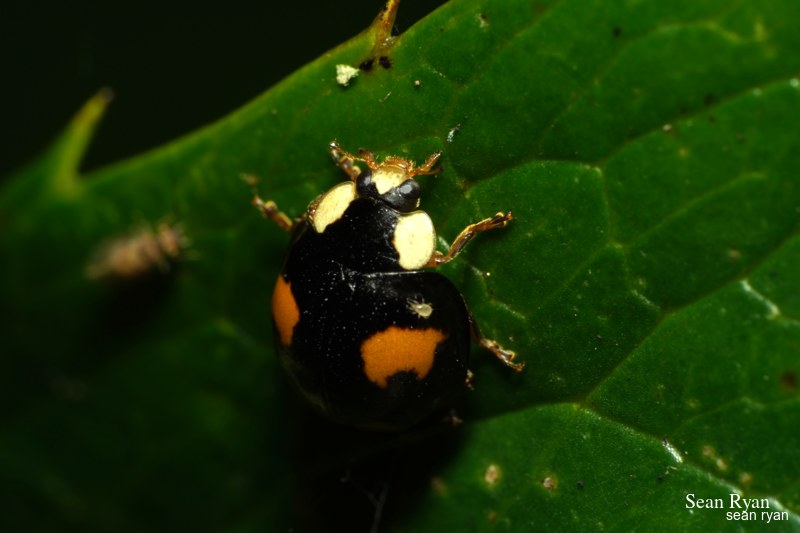2021 - Macro Ladybirds - SA704151.good_.hitch-hiker-best.editted