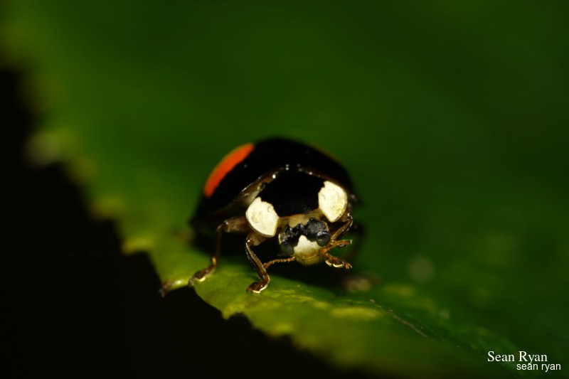2021 - Macro Ladybirds - SA704201.good_.portrait.editted