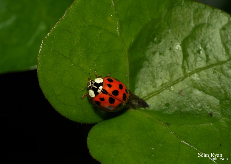 2021 - Macro Ladybirds - SA704228.ok_.high-flash.edited.2.cropped-slightly