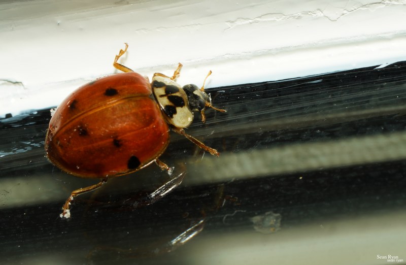 2021 - Macro Ladybirds - Every Day Photos
