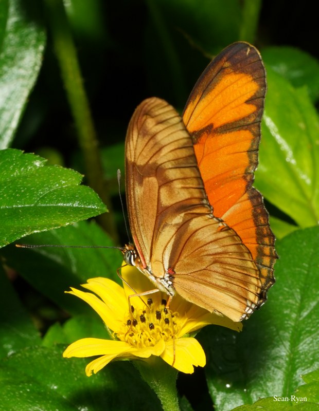2022 - Amsterdam Botanical - Hortus Botanicus - SA708179.ok_.cropped