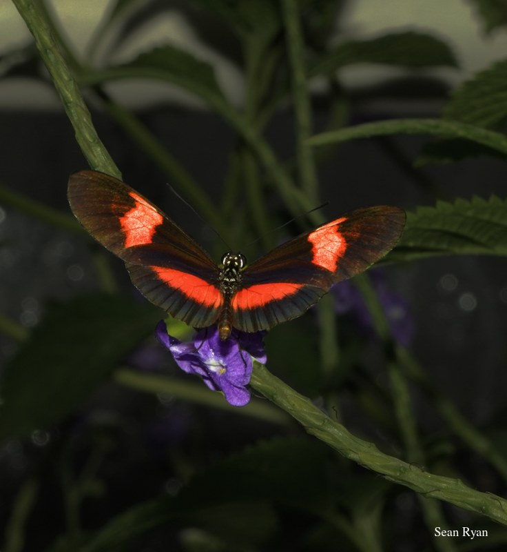 2022 - Amsterdam Botanical - Hortus Botanicus - SA708188.ok_.editted