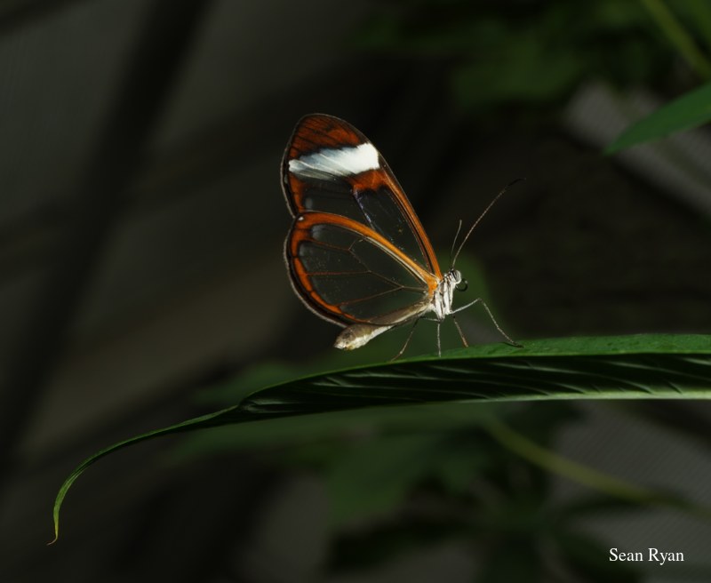 2022 - Amsterdam Botanical - Hortus Botanicus - SA708210.ok_.cropped