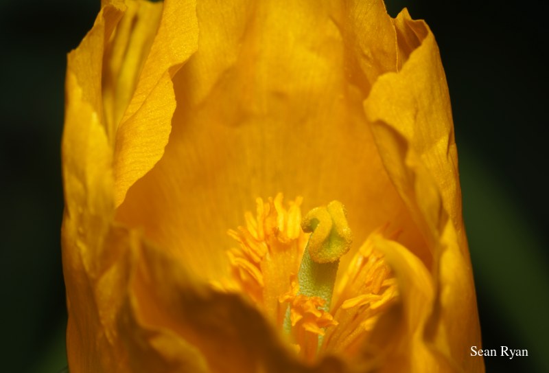 2022 - Amsterdam Botanical - Hortus Botanicus - SA708217.ok_.editted