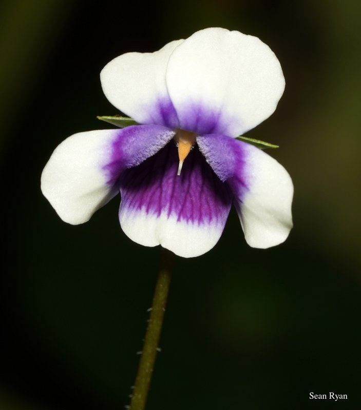 2022 - Amsterdam Botanical - Hortus Botanicus - SA708238.ok_.editted