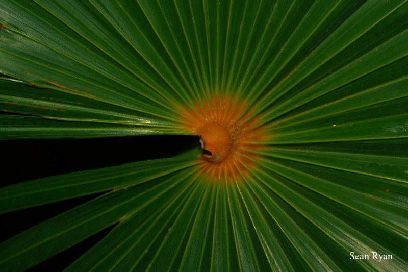 2022 - Amsterdam Botanical - Hortus Botanicus - SA708275.ok_.editted