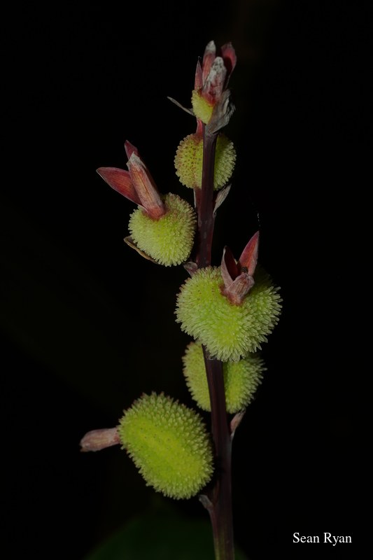 2022 - Amsterdam Botanical - Hortus Botanicus - SA708277.ok_