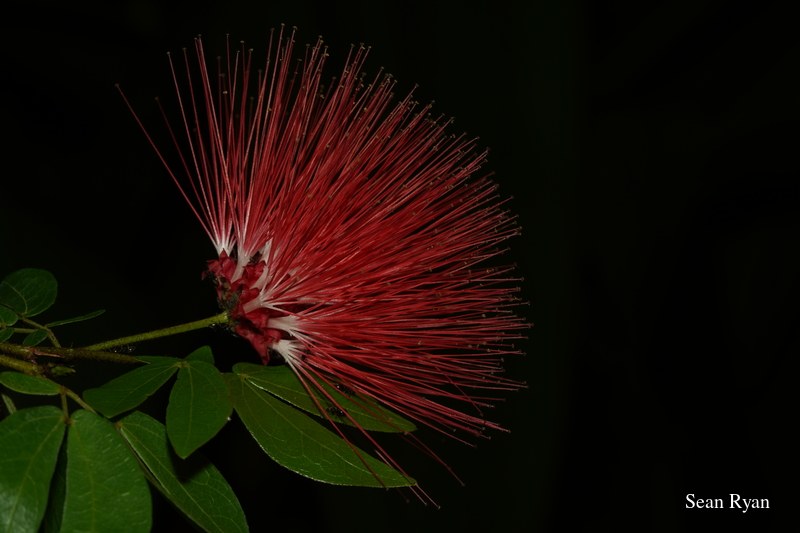 2022 - Amsterdam Botanical - Hortus Botanicus - SA708281.ok_