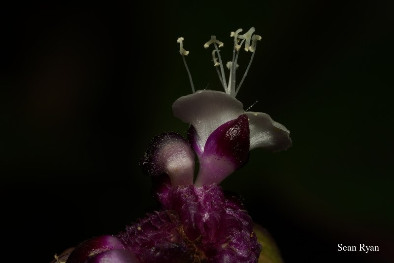 2022 - Amsterdam Botanical - Hortus Botanicus - SA708316.ok_