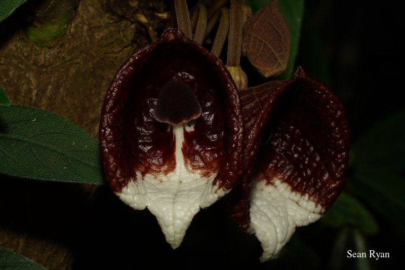2022 - Amsterdam Botanical - Hortus Botanicus - SA708319.ok_.false-mushroom-flower