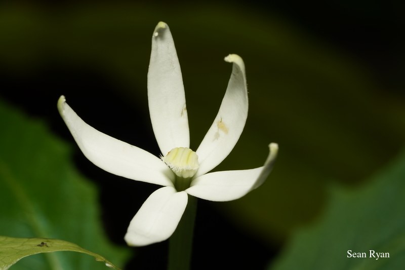 2022 - Amsterdam Botanical - Hortus Botanicus - SA708345.ok_