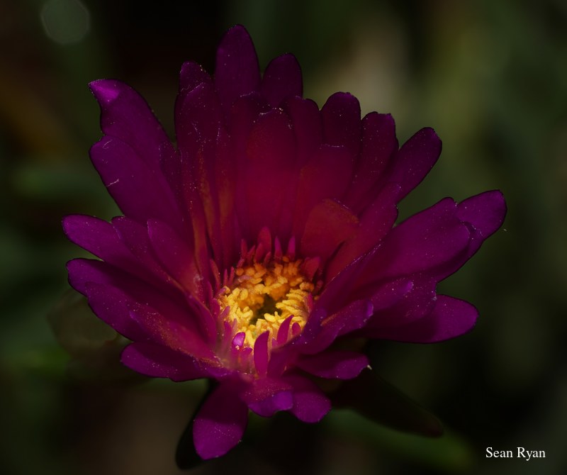 2022 - Amsterdam Botanical - Hortus Botanicus - SA708362.ok_.editted.focus-stack