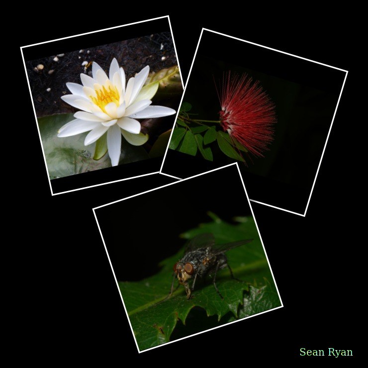 2022 - Amsterdam Botanical - Hortus Botanicus