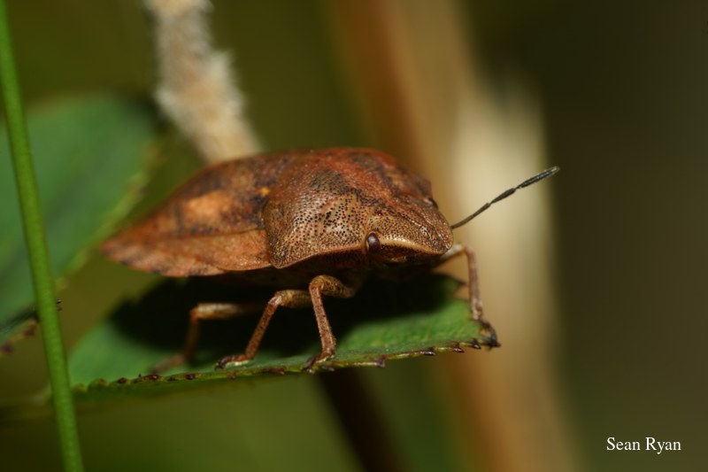 2022 - Bugs Galore In Texel - SA702451.best_.cleaned