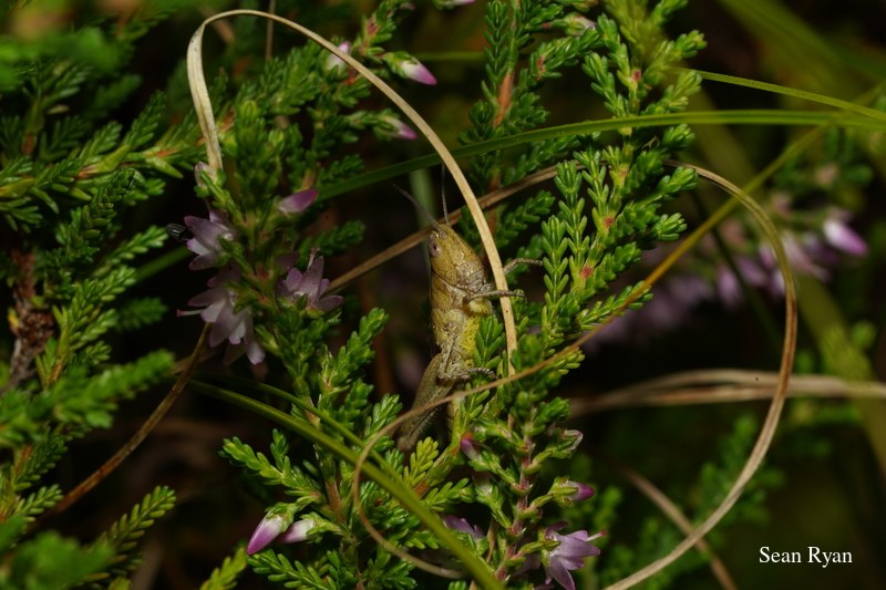 2022 - Bugs Galore In Texel - SA702468.good_