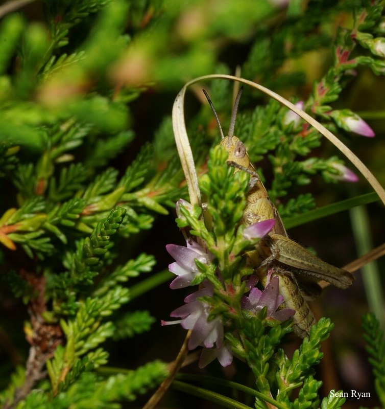 2022 - Bugs Galore In Texel - SA702469.ok_.cropped