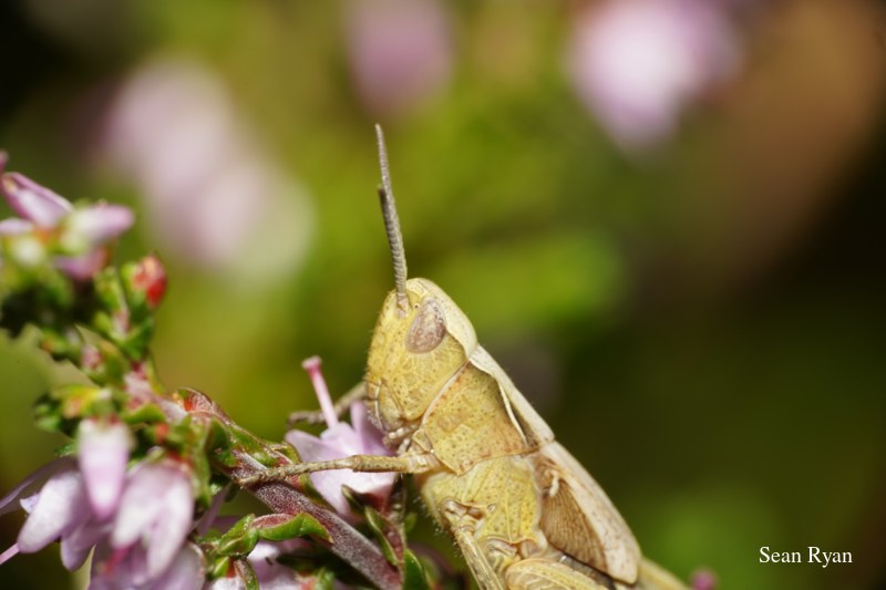 2022 - Bugs Galore In Texel - SA702470-cricket-head.cleaned