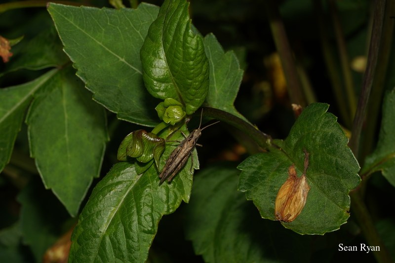 2022 - Bugs Galore In Texel - SA702662.cricket-above-far