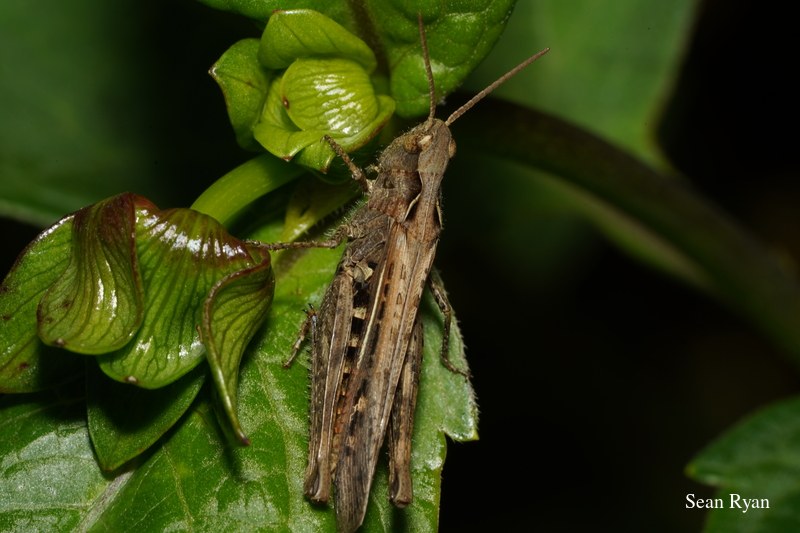 2022 - Bugs Galore In Texel - SA702663.good_