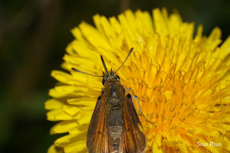 2022 - Bugs Galore In Texel - SA702765.good_.2.cleaned