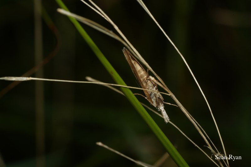 2022 - Bugs Galore In Texel - SA702770.silvery-slim-moth.better