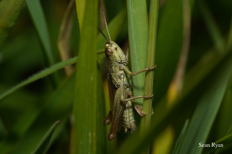 2022 - Bugs Galore In Texel - SA702923.good_.2.cleaned